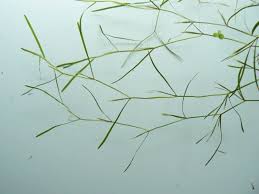 Image result for Potamogeton octandrus