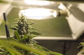 Dopo la sentenza del 19 dicembre 2019 della corte di cassazione, nella quale si depenalizza la coltivazione di piccole quantità di marijuana destinate all'uso personale. Coltivare Sul Terrazzo Marijuana