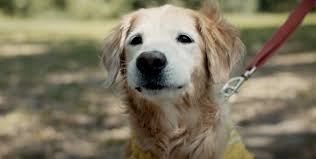 Any person who has owned a retriever can never adopt any other dog breed. The Super Agers Sam The 16 Year Old Golden Retriever The Farmer S Dog