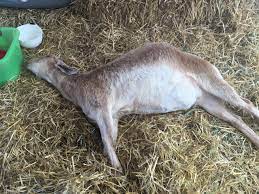 Goat Bloat Guide To Symptoms Medicine Home Remedies More Boer Goat Profits Guide