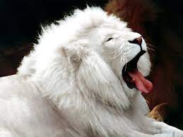 Find & download free graphic resources for animals. 40 Pictures Of Funny And Cool Animals