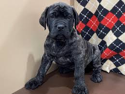 7,274 mastiff dog pictures and royalty free photography available to search from thousands of stock photographers. English Mastiff Puppies For Sale Breed Info Petland Bolingbrook Il