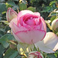 Auf der baustelle oder im garten sind schubkarren praktische transportmittel für beispielsweise gestrüpp, erde und baumaterialien. Eden Rose 85 Rosen Online Kaufen Im Rosenhof Schultheis Rosen Online Kaufen Im Rosenhof Schultheis