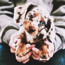 Dogsbreeds Dogsandpuppies Dogsideas Dogstreats Dogtips Puppies Cute Baby Animals Cute Animals