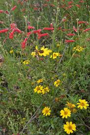 We did not find results for: California Native Plants How To Add Color Year Round Install It Direct