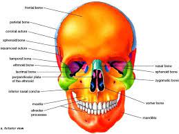 Axial Skeleton Skull Bones Of The Cranium Bones Of The Face Hyoid Bone Axial Skeleton Body Bones Anatomy Bones
