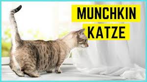 Maybe you would like to learn more about one of these? Munchkin Katze Das Rasseportrait Zur Dackelkatze Youtube