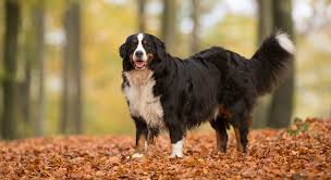 We did not find results for: Bernese Mountain Dog Breeds Dogzone Com
