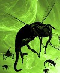 We are located in kamloops on the north shore behind canco. Bug Animal Gone Wiki Fandom