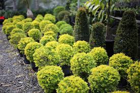 Used screening plants for sale— 153. Screening Hedging Topiary Buy Screening Plants At Oxley Nursery Brisbane