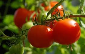 Peas do not need much room. 14 Most Popular Vegetables To Grow Gardening Channel