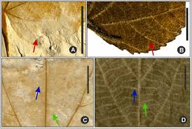 Image result for Eriolaena rulkensii