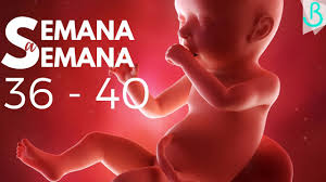 Tú bebé se está quedando sin espacio llegada las semanas de embarazo ,. Semanas 36 40 De Embarazo 9 Meses Semana A Semana Baby Suite By Pau Youtube