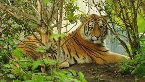 Mimpi bertemu dengan harimau bisa jadi sangat menegangkan, namun apa tafsir mimpi ini memiliki arti bahwa anda akan memperoleh kemuliaan dan penghormatan dalam waktu dekat ini. Kisah Harimau Siberia Yang Sakit Gigi Dan Minta Tolong Warga