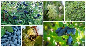 Balkan Ecology Project : Honeyberry - The Essential Guide to probably  everything you need to know about growing Honeyberry - Lonicera caerulea