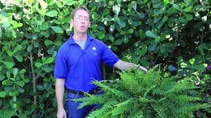 We did not find results for: How To Grow Boston Fern Plants Outside Gardening Channel