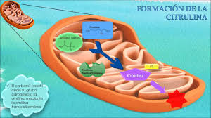 Solfa syllable organic compound es una entidad producida por el hígado como. Urea Baja En Sangre Causas Sintomas Y Tratamiento