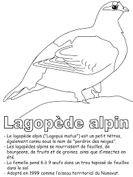 l oiseau territorial coloriage lol glitter