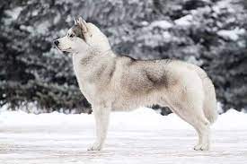 study dog and wolf cross breeding has forever changed gene pool of wolves husky puppy siberian husky puppies husky puppies for sale