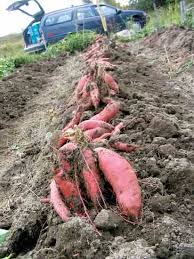 It is very important to keep your soil moist: Grow Sweet Potatoes Even In The North Mother Earth News