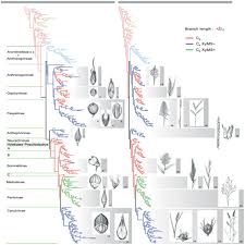 Image result for Megaloprotachne