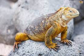 Types Of Iguana Pets4homes Prehistoric Pets Iguana Animals