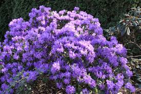 Rhododendron Blue Diamond Plants Rhododendron Season Plants