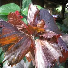 Image result for Acalypha pubiflora