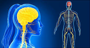 The human nervous system controls voluntary and involuntary actions using the central the peripheral nervous system consists of the associated nerve networks, whose function is to connect parts of the body with to cns. Visual Guide To Your Nervous System