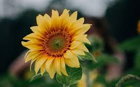 Helianthus Annuus Hd Wallpaper Good Morning Images Acrylic Painting Tutorials Painting Tutorial
