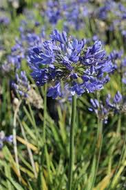Image result for Agapanthus codii