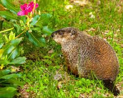 The groundhogs are a british rock band founded in late 1963, that toured extensively in the 1960s, achieved prominence in the early 1970s and continued sporadically into the 21st century. Groundhogs Diet Habitat Biology Class Study Com
