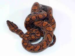 Brazilian Rainbow Boa - Care And Pictures