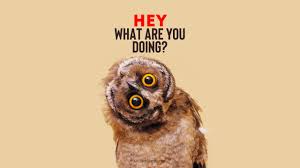 Upon being insulted with the usual derogotory profanities, the person would then reply with this phrase. Hey What Are You Doing Quotesbook