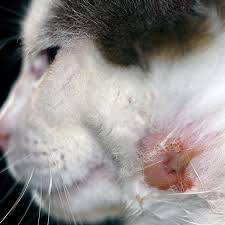 There are many reasons a cat is bleeding such as trauma, blood clotting disorders and tumours. Abscess From A Bite In Cats And Dogs Bow Wow Meow