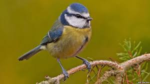 British Birds With Yellow Feathers Top British Garden Birds Revealed Bird Pictures Bird Garden Birds