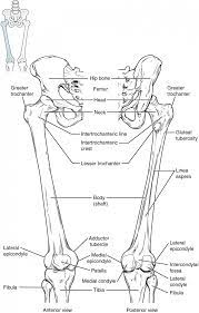 Bones Of The Lower Limb Anatomy And Physiology Human Bones Anatomy Human Body Anatomy Anatomy Bones