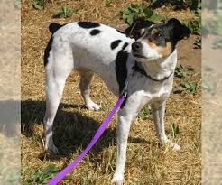 The rat terriers were developed in great britain from a cross between the review how much rat terrier puppies for sale sell for below. Rat Terrier Puppies For Sale Near San Diego California Usa Page 1 10 Per Page Puppyfinder Com