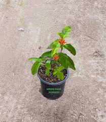 Image result for Justicia spicigera