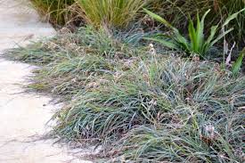 Image result for Themeda