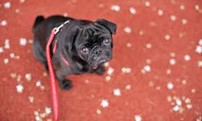 Athens Area Humane Society From 14 Watkinsville Ga Groupon