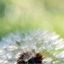Dandelion Flower Photograph Dandelion Puff Picture Nature Etsy Dandelion Flower Nature Photography Nature Art