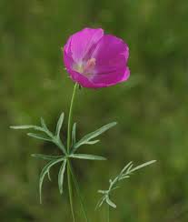 Image result for Callilepis laureola