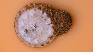 Eva mendes look alike pornstar you can typically tell how