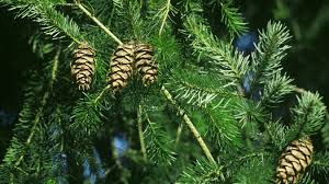We like to use them in herbal steams or tea for their bright and energizing effect. J3trg6gp Ik4bm