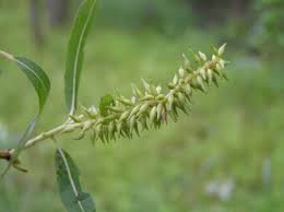 Both from a purely symbolic and natural point of view, the willow is strongly linked to the element of water and the magic ingrained in it. Peachleaf Willow Purdue Fort Wayne