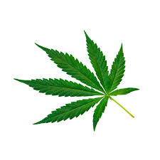 Image result for Cannabis sativa