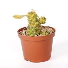 Image result for Monadenium rugosum