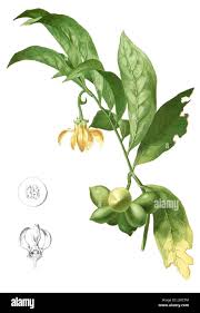 Image result for Artabotrys