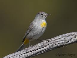 Image result for Vepris rogersii